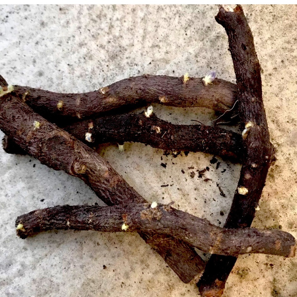 1 Paulownia Clone Root Cuttings, Waterproof/Easy Sculpting/Poles/boats/Guitars